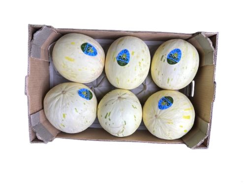 Dino Meloenen XL 6 Stuks