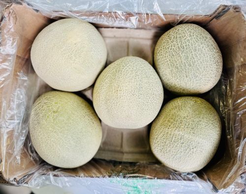 Meloen Cantaloupe doos 5-6 stuks