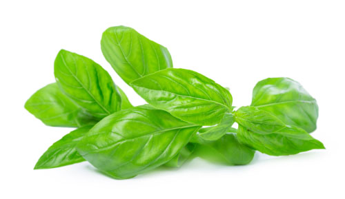 Basilicum (Basil 80-100 gram)