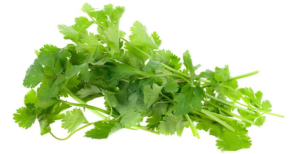 Koriander verpakt (Coriander 100-140 gram)