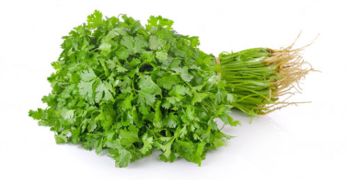 Kervel (Chervil 80-100 gram) verpakt