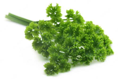 Krulpeterselie bos (Curly Parsley bunch)