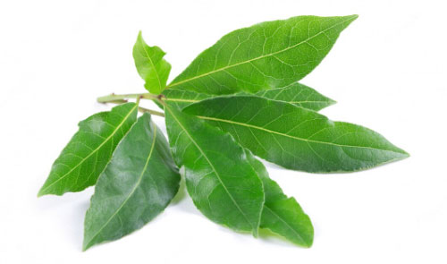 Laurier ( Laurel 80-100 gram) verpakt