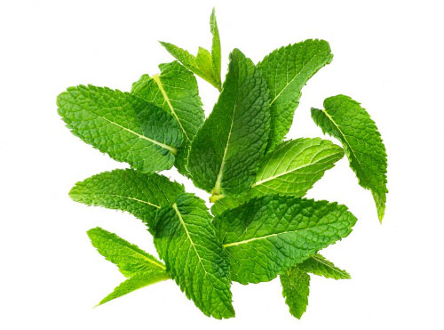 Mint (per bosje a 80-100 gram) verpakt