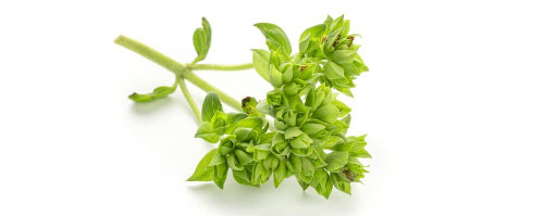 Oregano (80-100 gram) verpakt