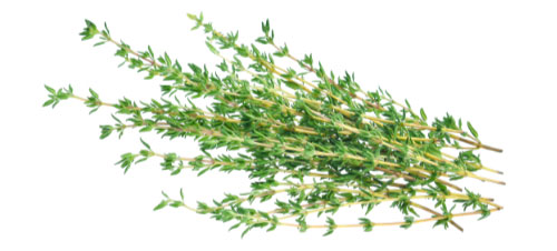 Tijm  (Thym 80-100 gram) verpakt
