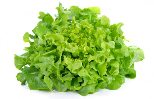 Lollo Verde  per krop