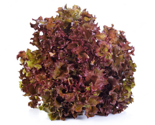 Lollo Rosso 8-12 stuks
