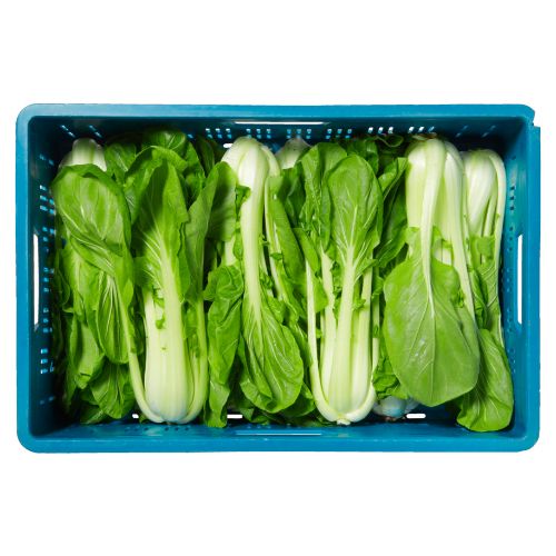 Paksoi Hollands (kist) 10x400 gram