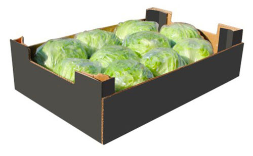 IJsbergsla 8-10 pieces (ICEBERG LETTUCE) per box