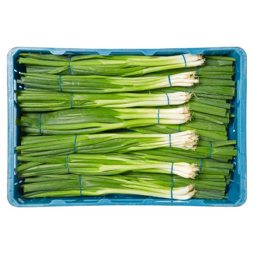 Bosui( Lenteui kist) (Spring onion) 14 st