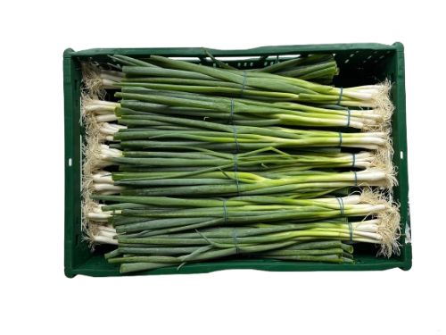 Bosui( Lenteui kist) (Spring onion) 14 st