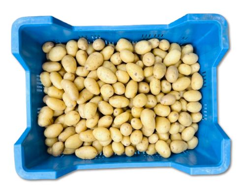 Aardappel Kriel met schil (baby patatoes) 5 kg