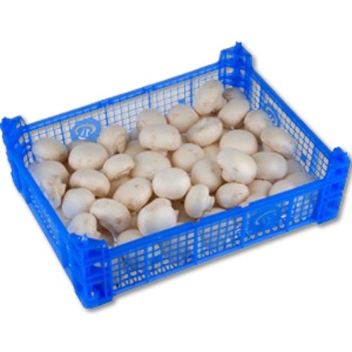 Champignon Wit Middel (WHITE MUSHROOMS) 3 kg