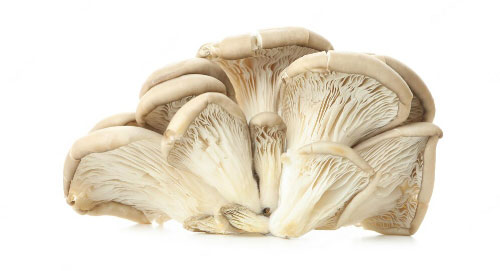 Oesterzwammen (kist) (Oyster Mushroom) 1.5 kg