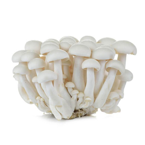 Beukenzwam Wit (doos) 20x150 gram