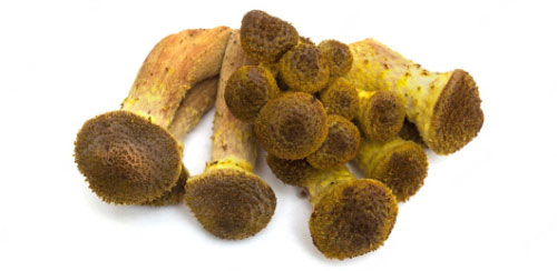 Nameko Kg