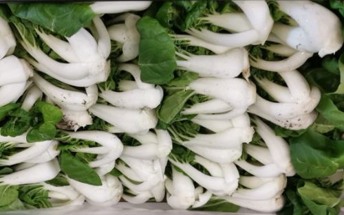 Mini Pak choi 6 kg BE