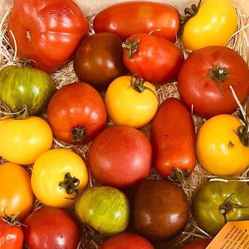 Luxe Tomaten (oertomaten) diverse kleuren 3.5 kg
