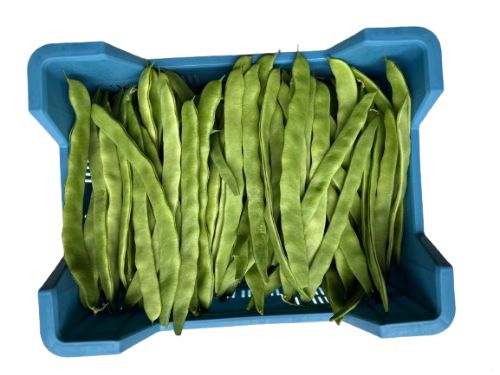 Snijbonen 4 kg